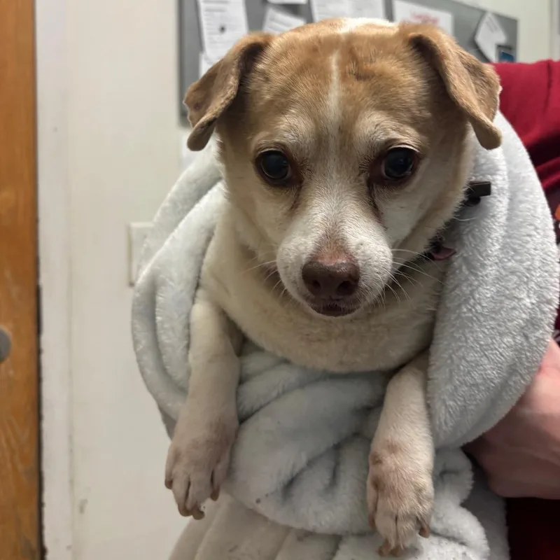 A senior small-sized female White / Cream Mixed Breed dog named Lulu for adoption in Charleston, WV