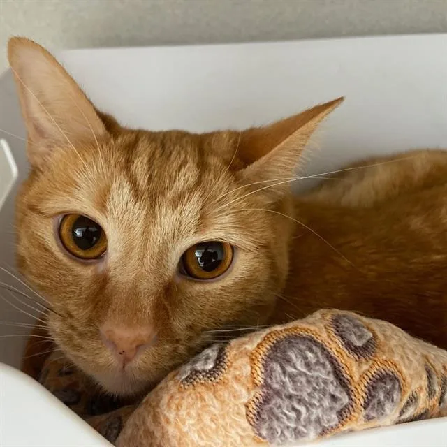 A young small-sized male Domestic Short Hair cat named Twix for adoption in Aurora, CO