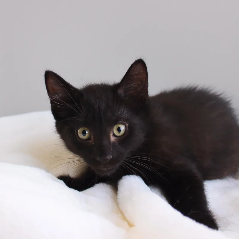 A baby medium-sized male Black Domestic Short Hair cat named Rome for adoption in Wayne, NJ