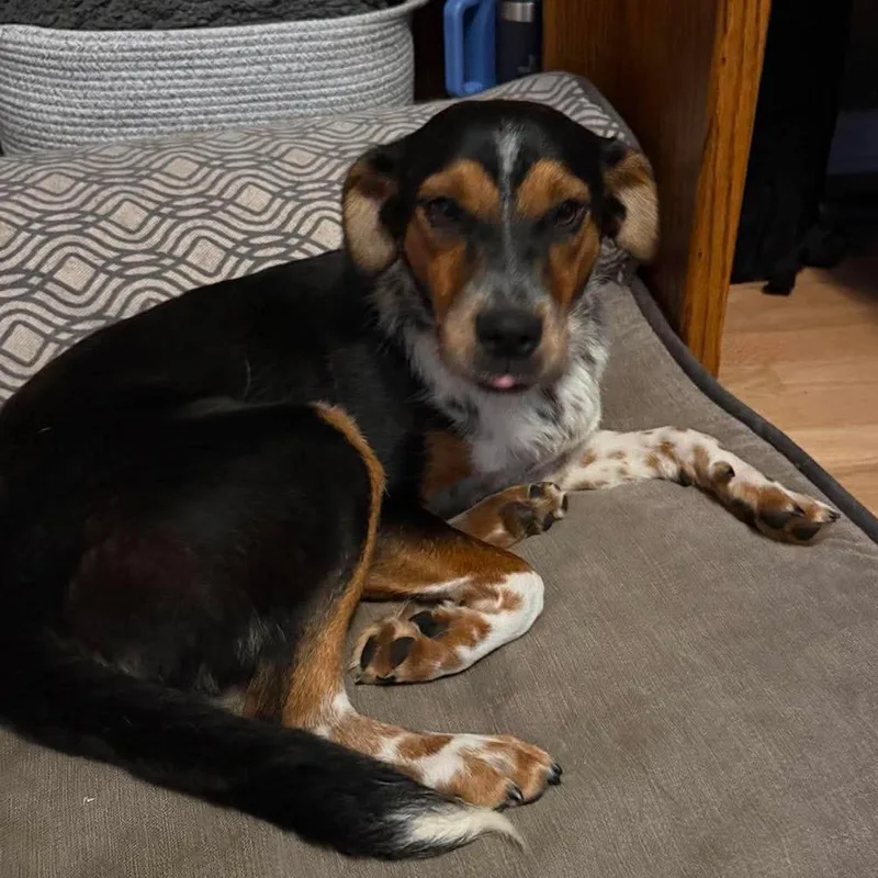 A young medium-sized female Gray / Blue / Silver Australian Cattle Dog / Blue Heeler dog named Bonnie Tyler for adoption in Olathe, KS