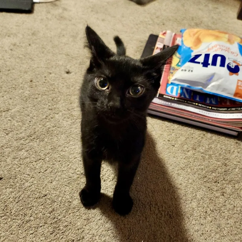 A baby small-sized female Black Domestic Short Hair cat named Fortune Teller for adoption in Richmond, VA