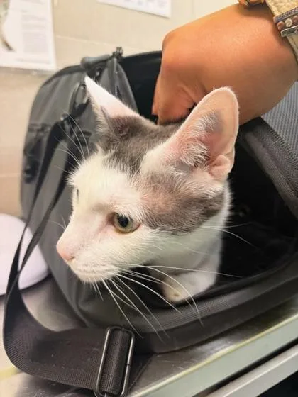An adult medium-sized male Domestic Short Hair cat named Control for adoption in New Orleans, LA