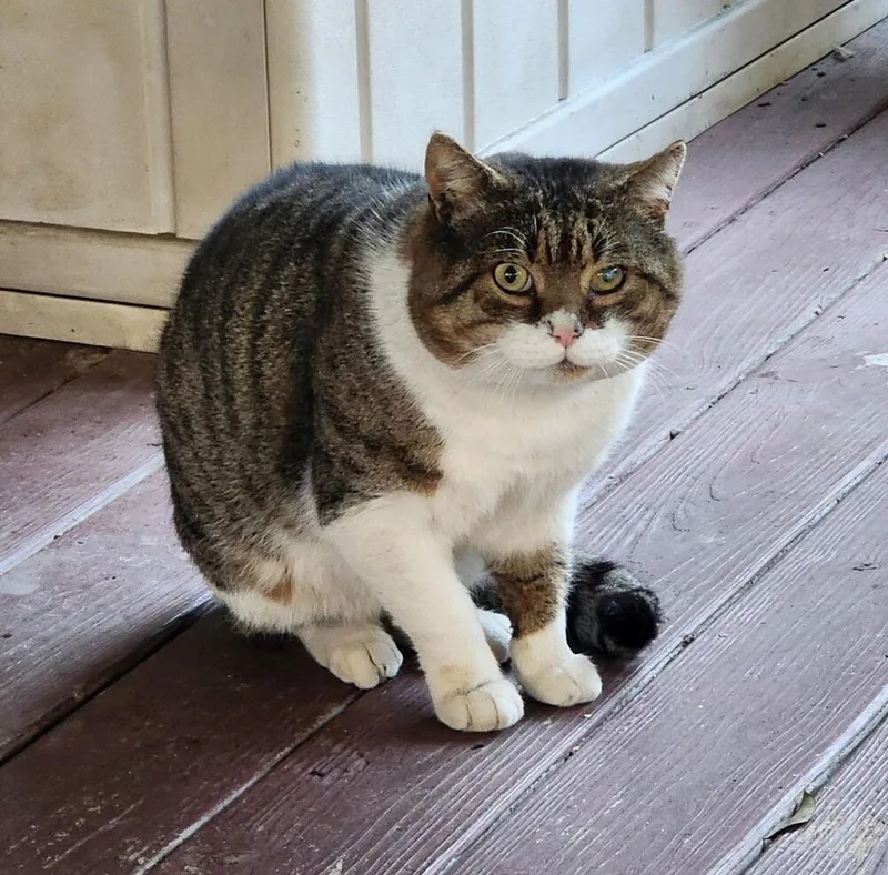 An adult large-sized male Domestic Short Hair cat named Bubba Louis for adoption in Emerald Isle, NC