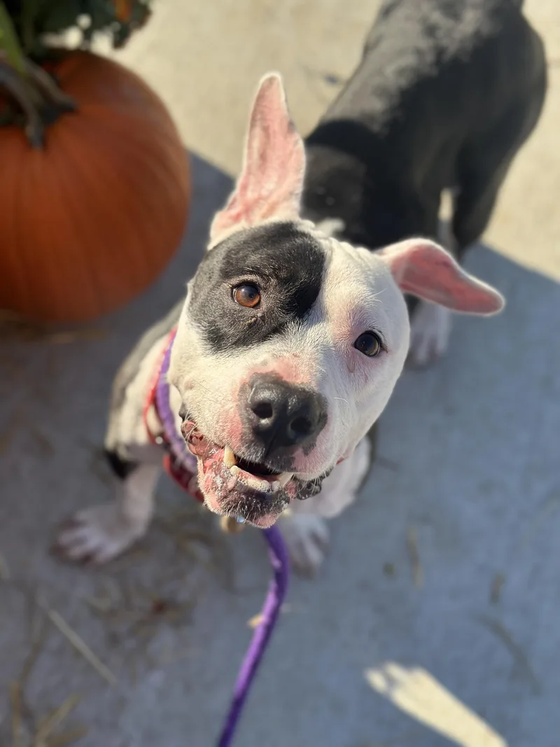 A young medium-sized female Black Pit Bull Terrier dog named Luna for adoption in Cleveland, OH