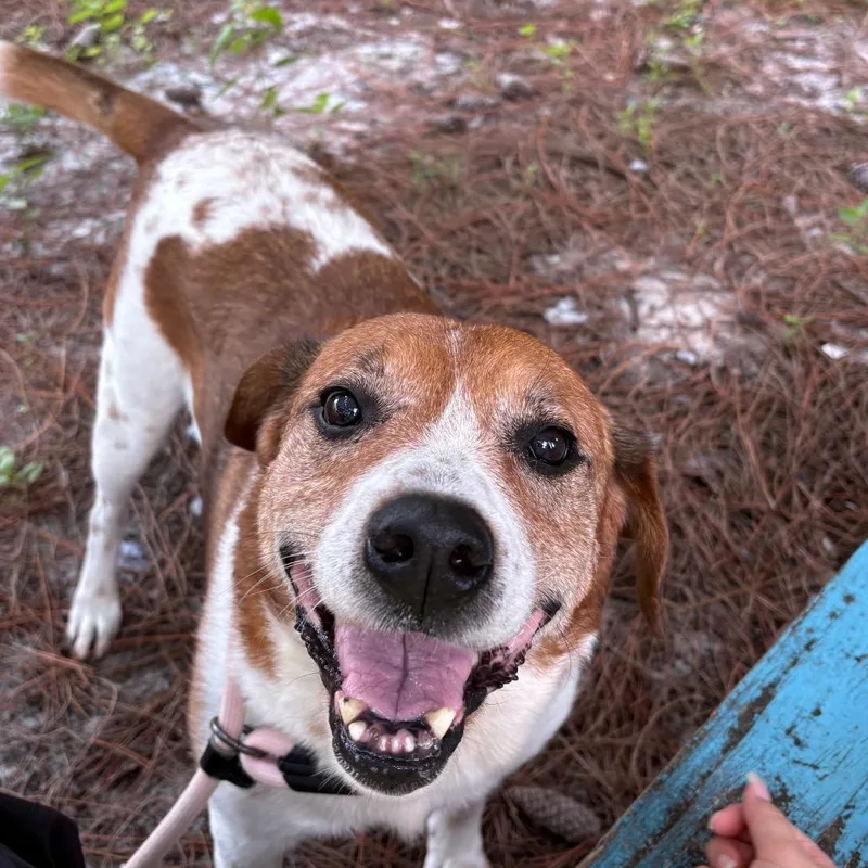An adult medium-sized male Yellow / Tan / Blond / Fawn Mixed Breed dog named Judge for adoption in Naples, FL