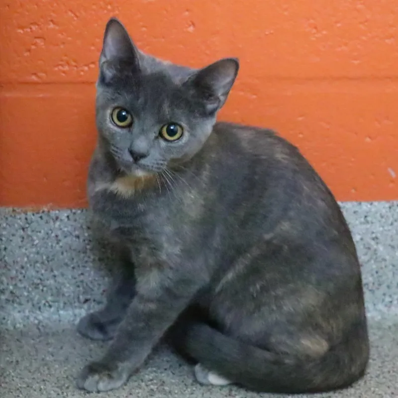 A baby small-sized female Domestic Short Hair cat named Annie for adoption in Sarasota, FL