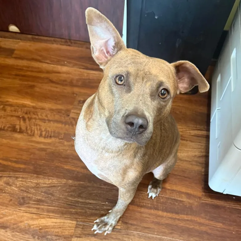 A young medium-sized female Brindle Mixed Breed dog named Baby Girl for adoption in Bennettsville, SC