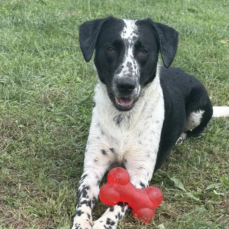 An adult medium-sized female English Pointer dog named Freckles for adoption in Marshalltown, IA