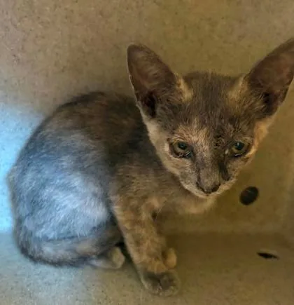 A baby small-sized female Domestic Short Hair cat named Jalapeno Business for adoption in Lampasas, TX
