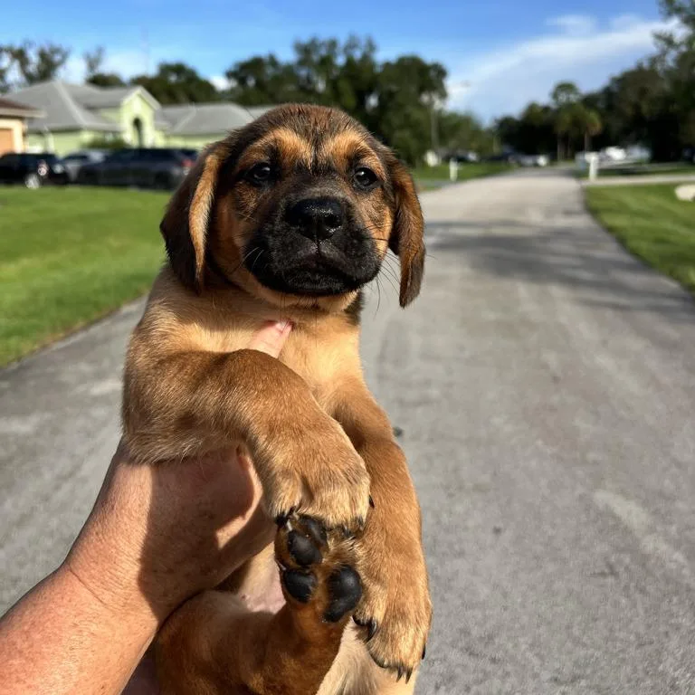 Cayenne
