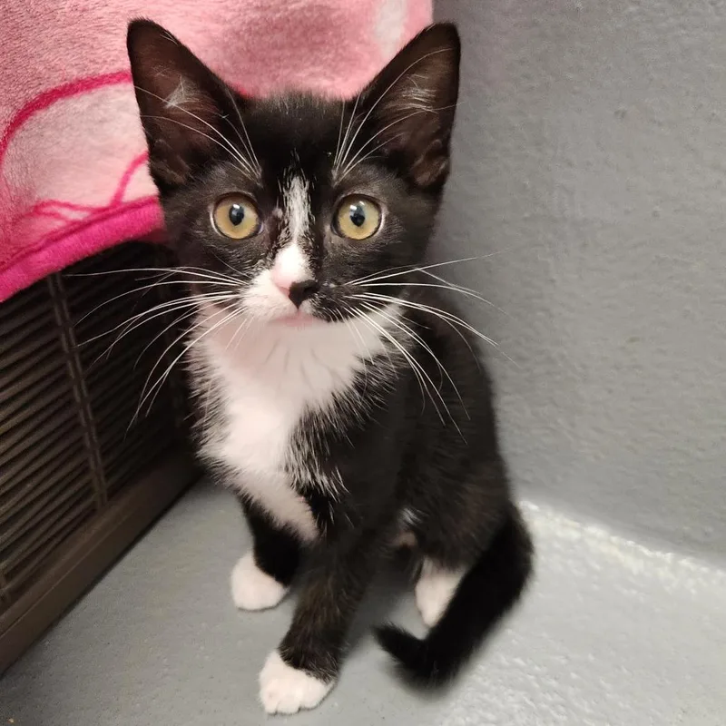 A baby small-sized female Black Domestic Short Hair cat named Sasha for adoption in Naples, FL