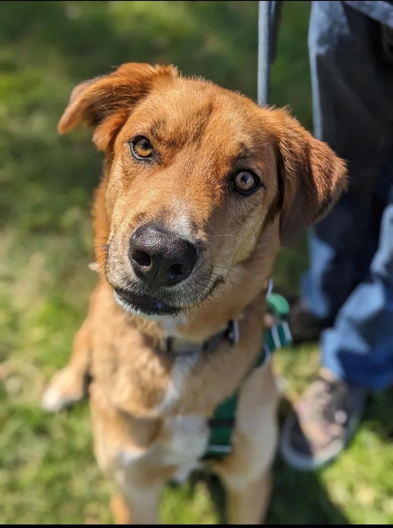 An adult medium-sized male Apricot / Beige Siberian Husky dog named Blaze for adoption in Menifee, CA