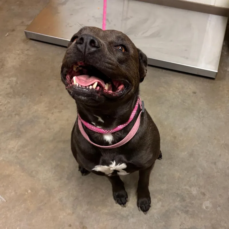 An adult large-sized female Black American Staffordshire Terrier dog named Luna for adoption in Ottawa, KS