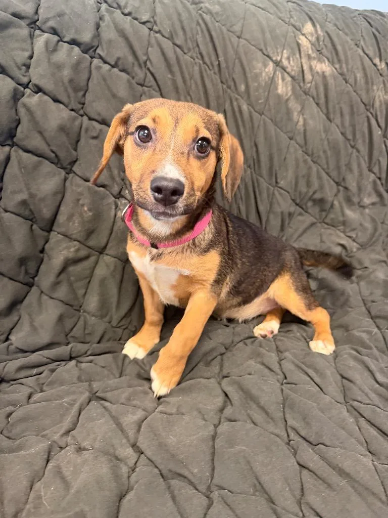 A baby medium-sized female Beagle dog named Olive for adoption in Marion, OH