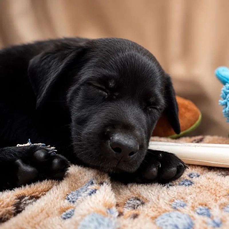 A baby small-sized male Black Mixed Breed dog named Bean for adoption in Valparaiso, IN