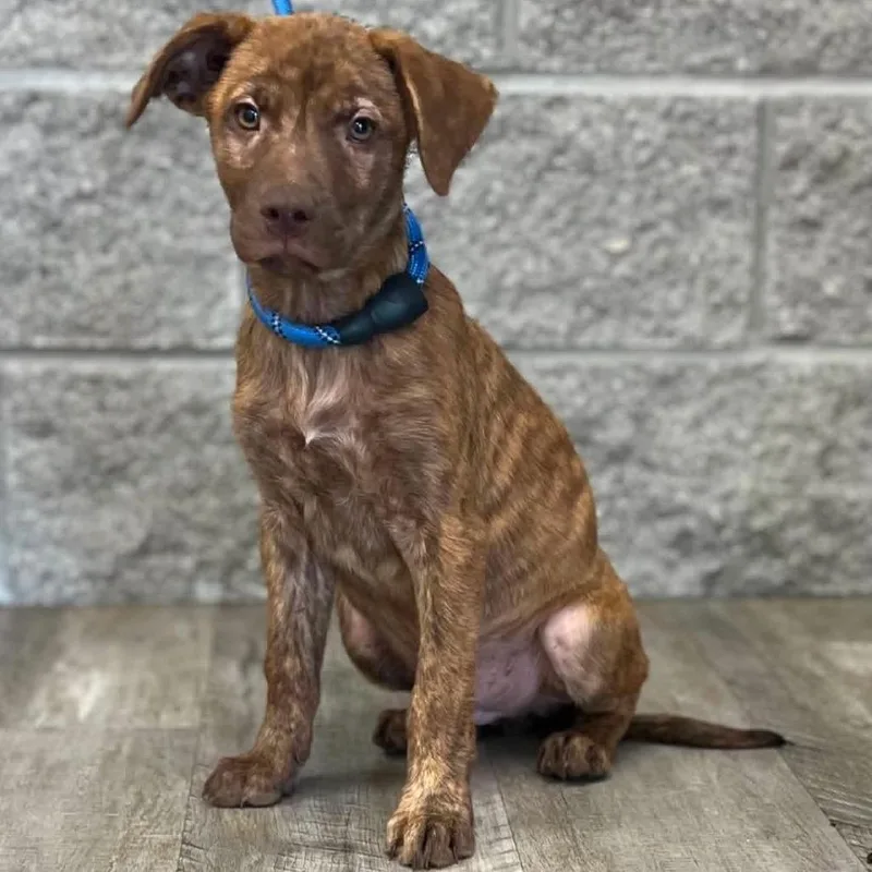 A baby medium-sized male Terrier dog named Luka for adoption in Wadena, MN