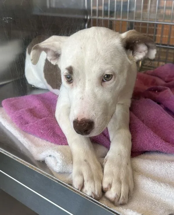 A young small-sized female Pit Bull Terrier dog named Pen  Mary for adoption in Lawrenceville, GA