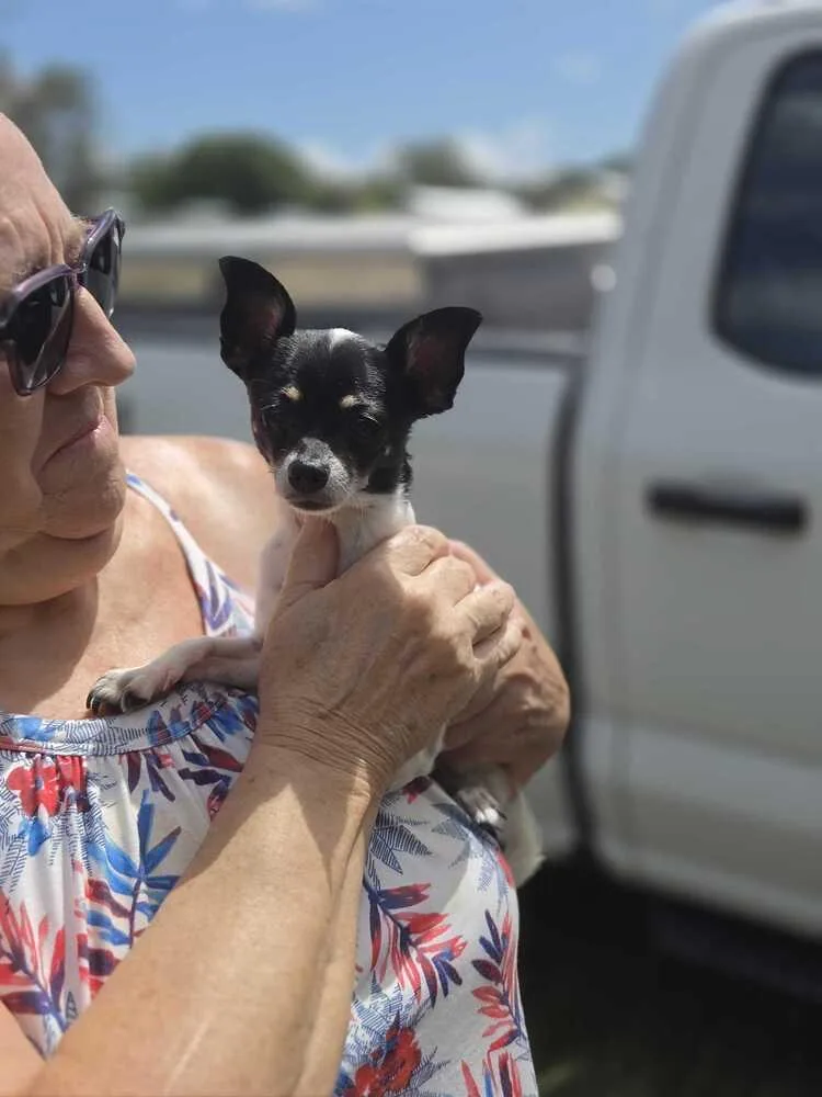 An adult small-sized male Tricolor (Brown, Black, & White) Chihuahua dog named Habanero for adoption in Lakeland, FL