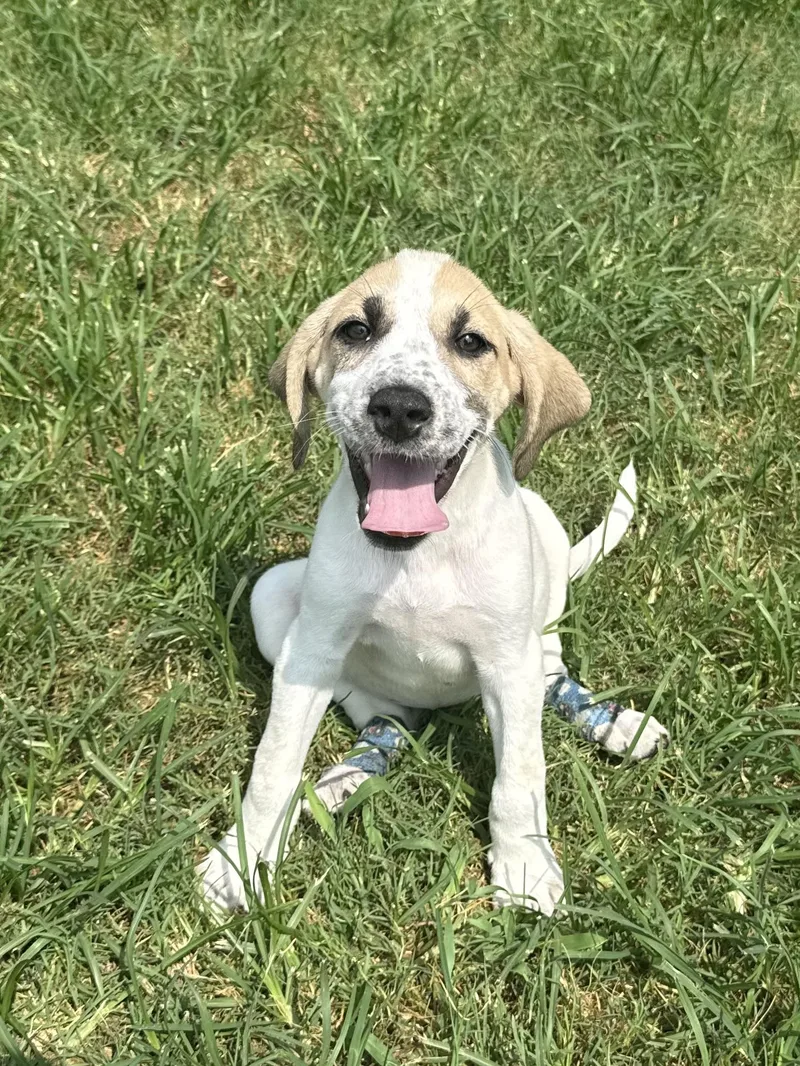 A baby medium-sized female White / Cream Hound dog named Greta for adoption in Seale, AL