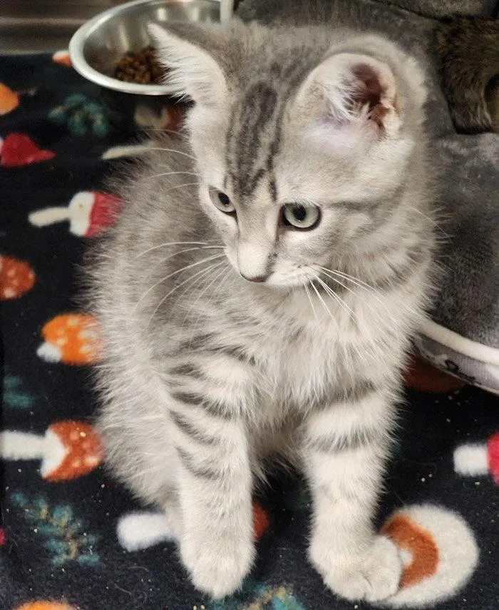 A young medium-sized male Gray / Blue / Silver Domestic Short Hair cat named Chip for adoption in Hilton Head Island, SC