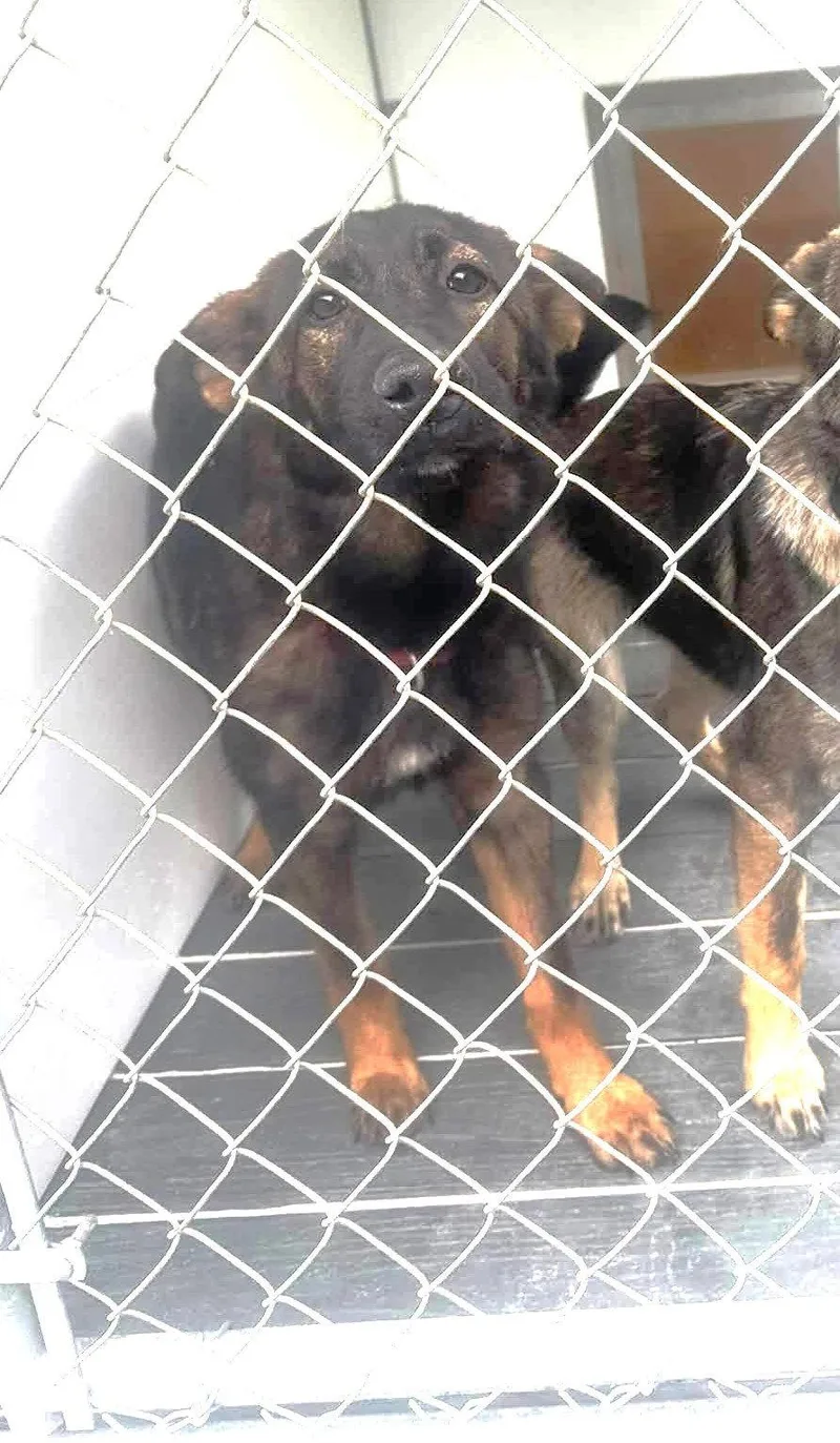 A baby medium-sized female German Shepherd Dog dog named Lola for adoption in Hinton, WV