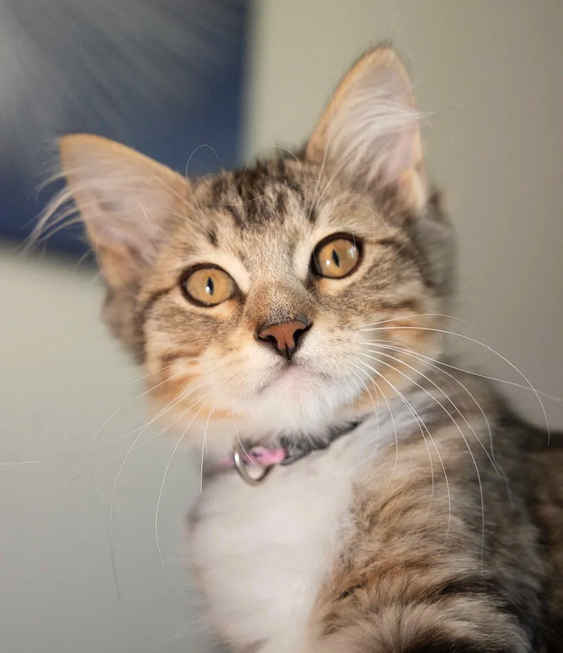 A young medium-sized female Gray & White Domestic Medium Hair cat named Bo Peep for adoption in Dripping Springs, TX
