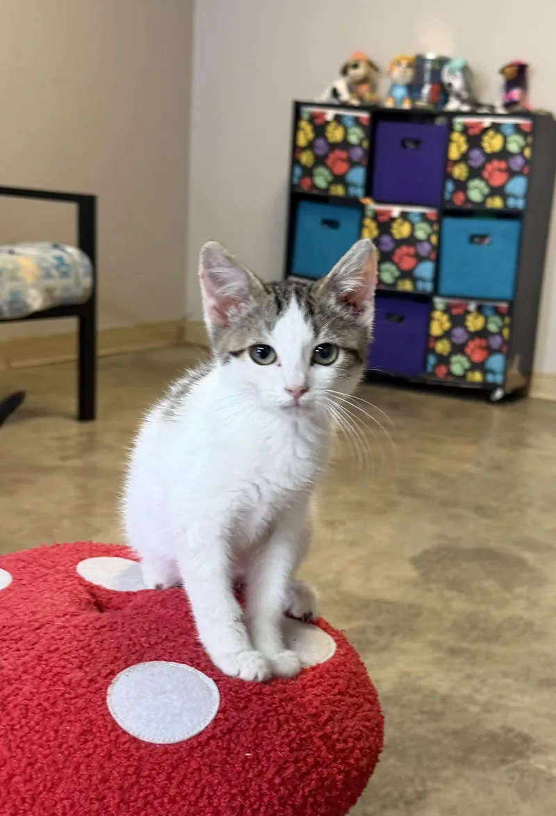 A baby medium-sized male White Domestic Short Hair cat named Flurry for adoption in Grove, OK