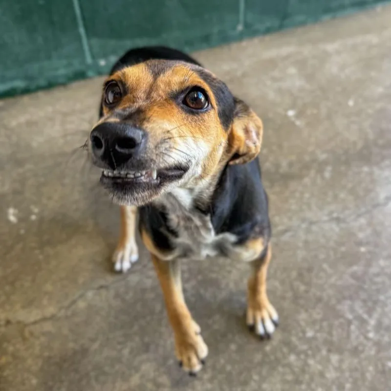 An adult small-sized female Black Mixed Breed dog named Carne Asada for adoption in Buffalo, MN