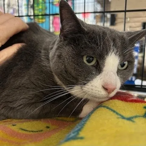 A senior medium-sized female Gray & White Domestic Short Hair cat named Amber for adoption in Stanhope, NJ