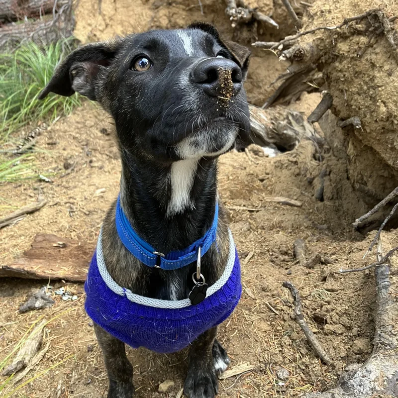 A baby medium-sized female Brindle Pit Bull Terrier dog named Gertrude for adoption in Portland, OR