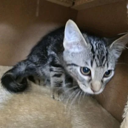 A baby small-sized male Domestic Short Hair cat named Baked Bean for adoption in Janesville, WI