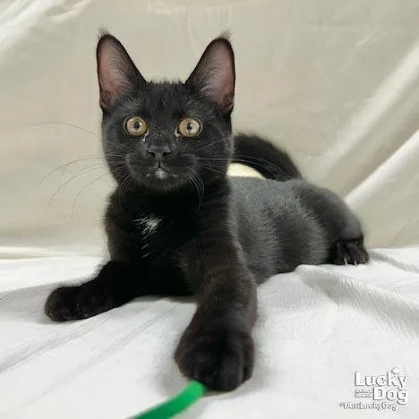 A baby medium-sized male Black Domestic Short Hair cat named Jericho for adoption in Washington, DC