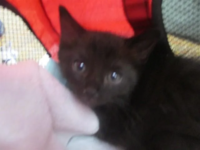 A baby small-sized male Domestic Short Hair cat named Titus for adoption in Ocala, FL