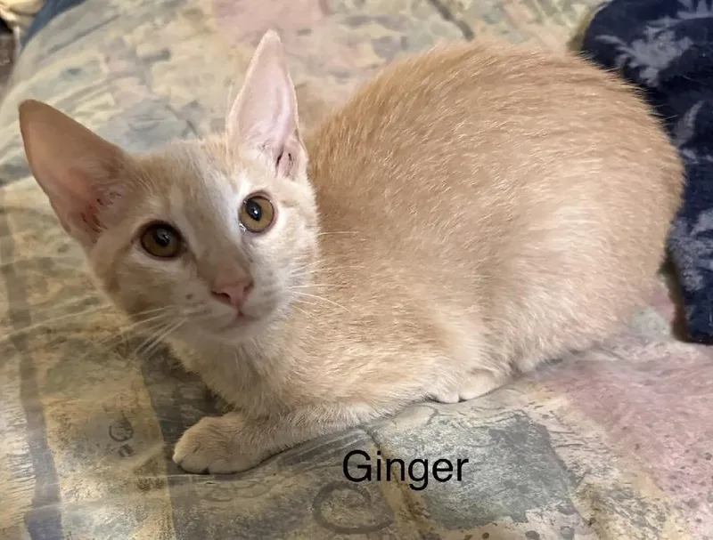 A baby medium-sized female Domestic Medium Hair cat named Ginger for adoption in Safety Harbor, FL