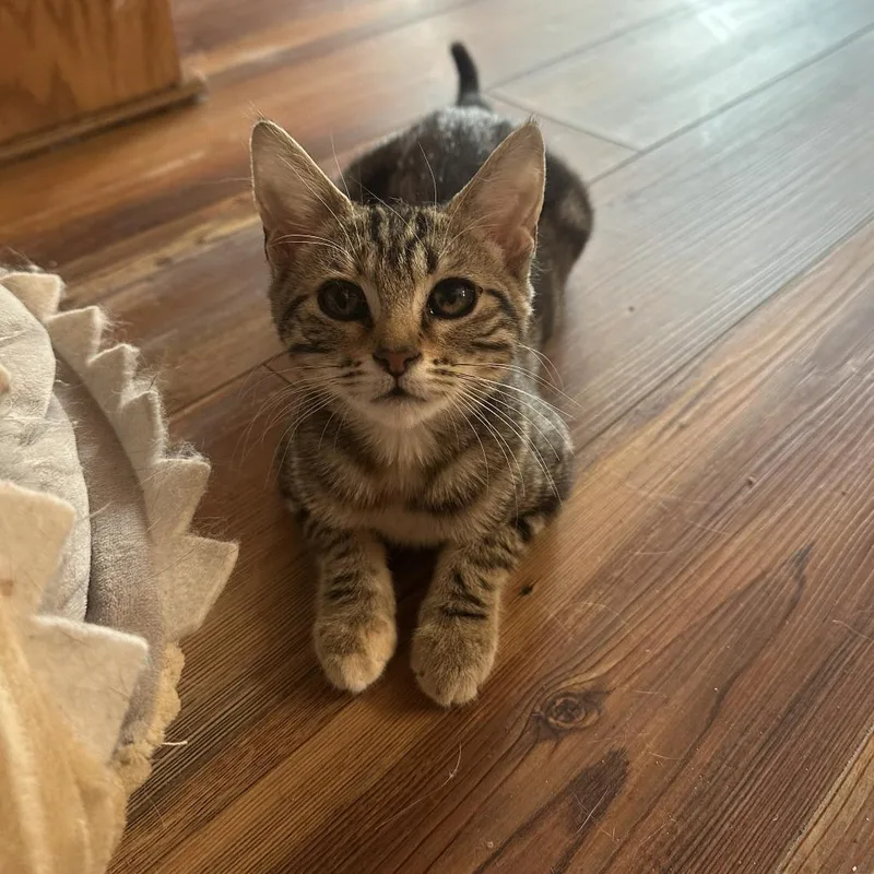 A baby small-sized female Black Domestic Short Hair cat named Melody aka Mona for adoption in Palmdale, CA