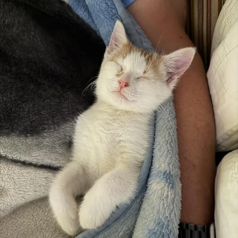A baby small-sized male Orange / Red Domestic Short Hair cat named Tasty Ham for adoption in Fredericksburg, VA