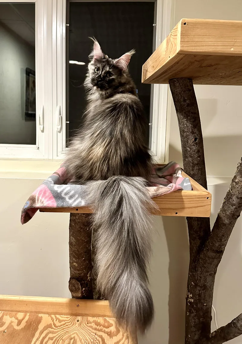 Esmerelda thumbnail 2