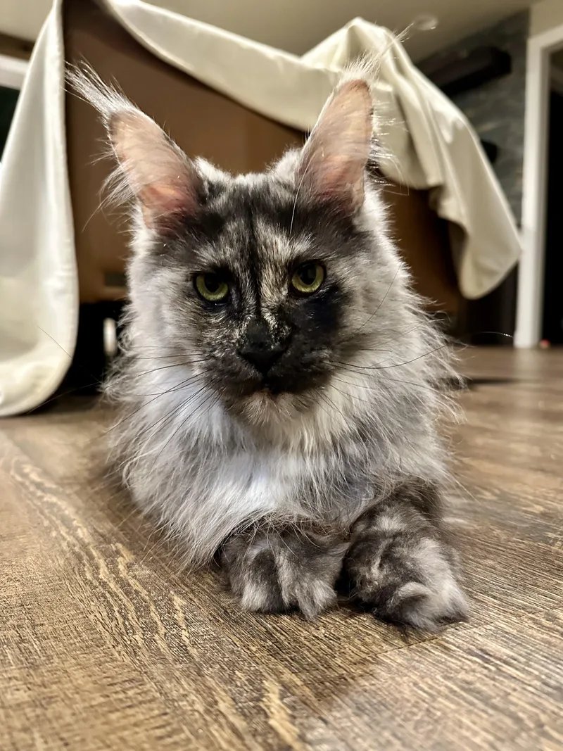 Esmerelda thumbnail 3