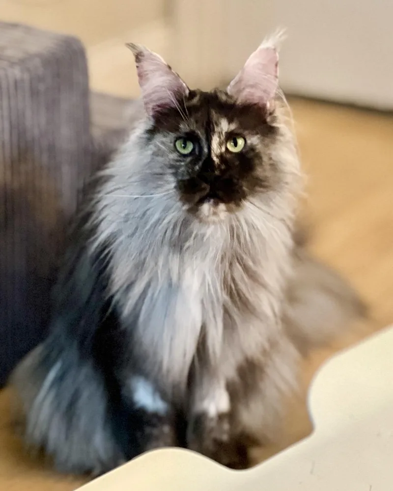 Esmerelda thumbnail 4