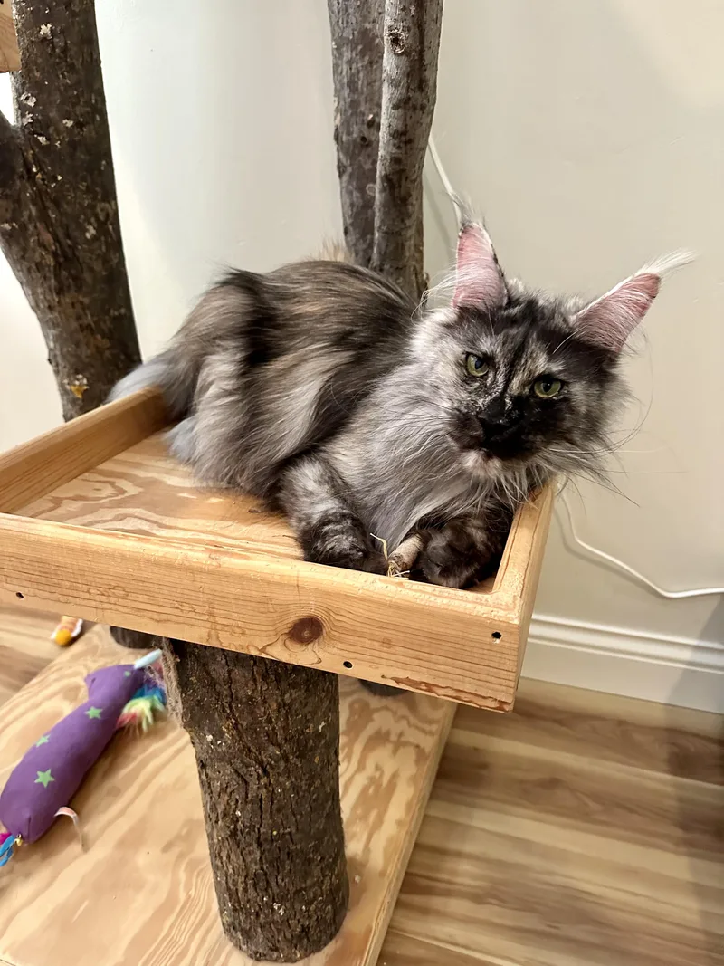 Esmerelda thumbnail 5