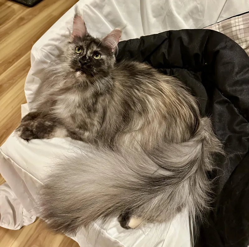 Esmerelda thumbnail 6