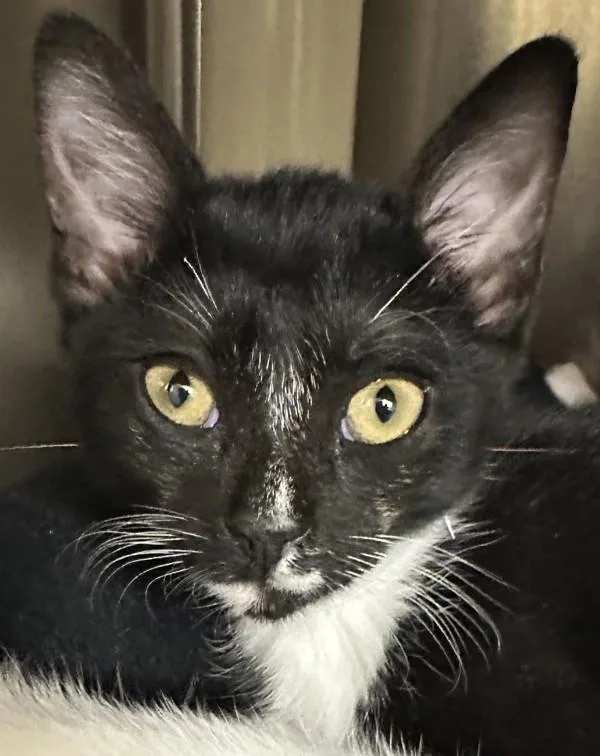 A baby small-sized female Domestic Short Hair cat named Sora for adoption in Walnut Creek, CA