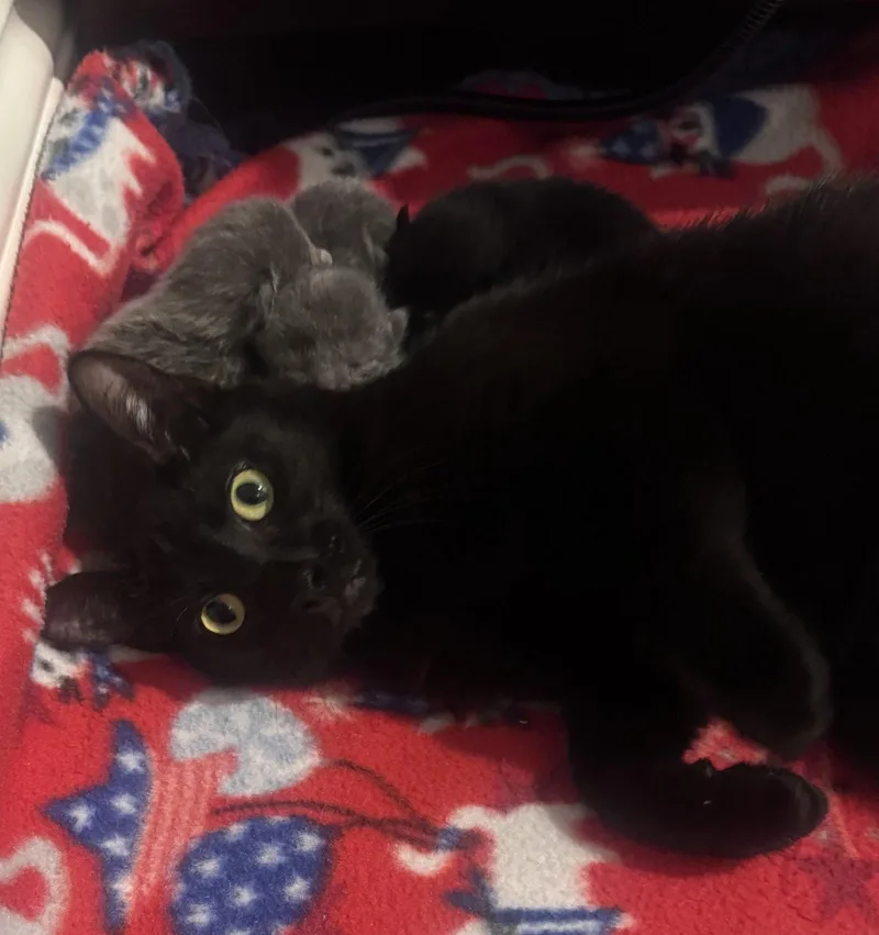 A young medium-sized female Black Bombay cat named Clair Huxtable for adoption in Georgetown, KY