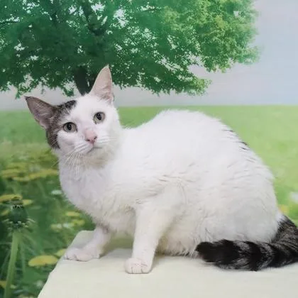 A senior medium-sized female Domestic Short Hair cat named Mimi Mittens for adoption in West Chester, PA