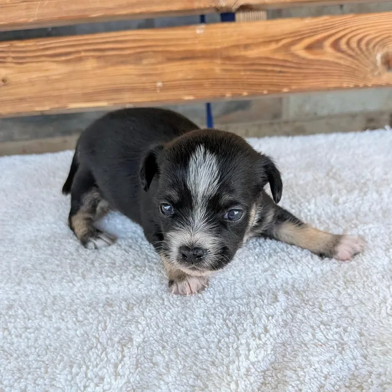 A baby small-sized female Chihuahua dog named Lidia Cervos for adoption in Chico, CA