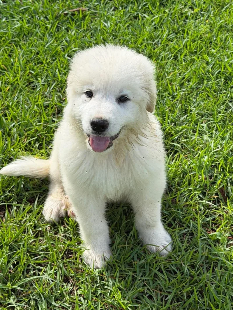 A baby large-sized male Great Pyrenees dog named Bear for adoption in Hillsdale, NY