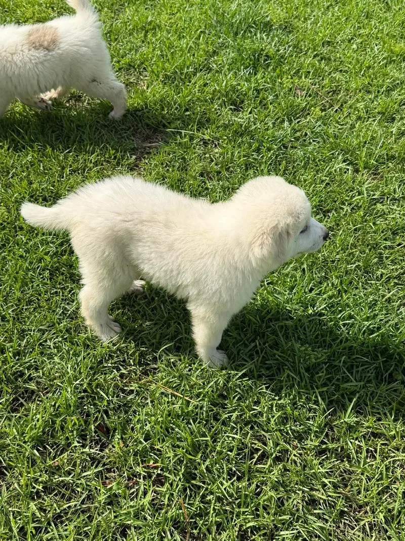 Bear thumbnail 3