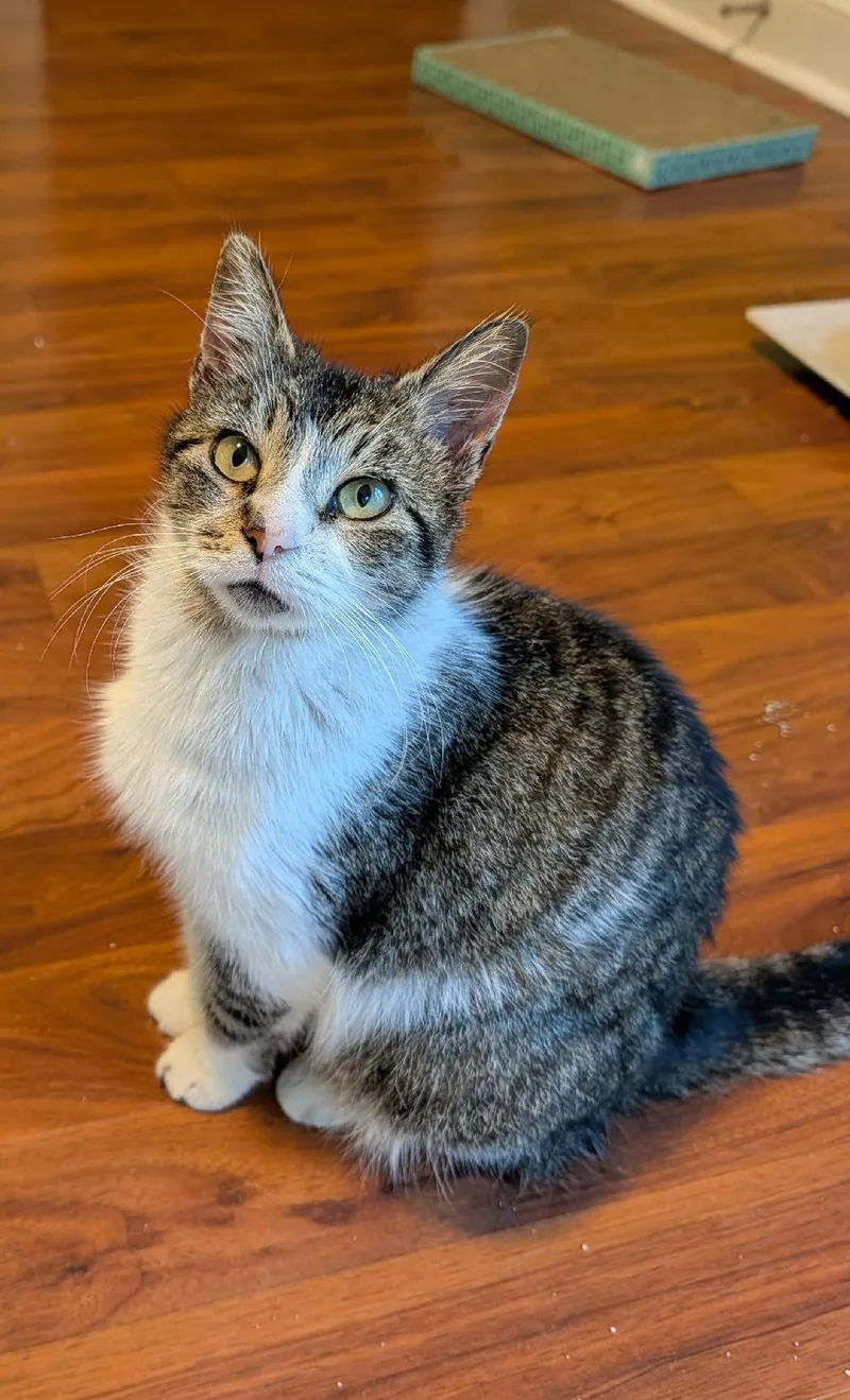 A young medium-sized female Domestic Short Hair cat named Rayne for adoption in Spring Brook, NY