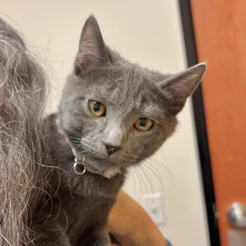 A baby medium-sized male Gray / Blue / Silver Domestic Short Hair cat named Ciggy for adoption in Sonora, CA