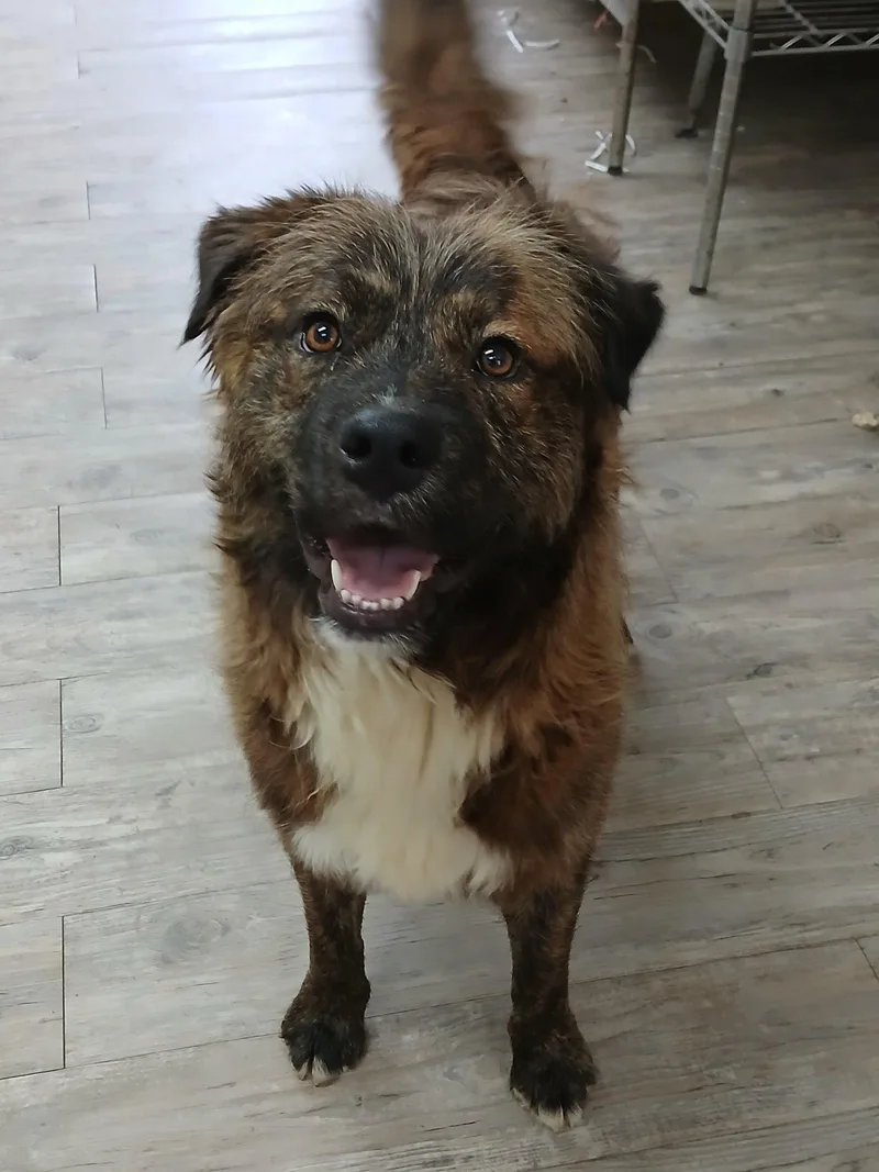 A young medium-sized male Mixed Breed dog named Reese for adoption in Winton, NC